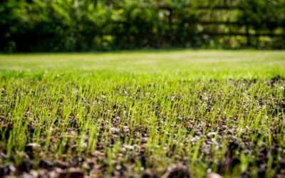 How to Patch & Repair Bare Spots in Your Lawn
