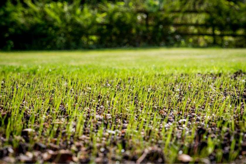 grass-seed-growing-lawn